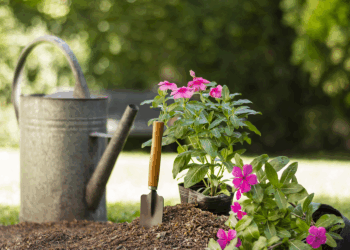 5 Dicas para Criar um Jardim Prático e Sofisticado com Baixa Manutenção