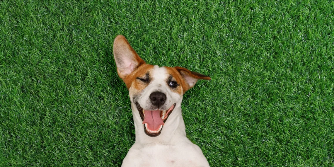 Grama sintética para pets: mais praticidade, menos sujeira no dia a dia