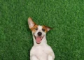 Grama sintética para pets: mais praticidade, menos sujeira no dia a dia