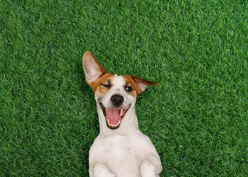Grama sintética para pets: mais praticidade, menos sujeira no dia a dia
